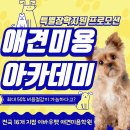 애견# 이미지