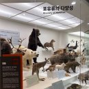 서대문자연사박물관 | 서울 아이랑 실내로 가볼만한곳 : 서대문자연사박물관 체험 후기