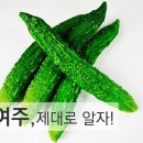 유행식품 바로 알기 – 여주 이미지