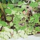 원더우맘 이미지