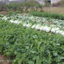 동서농장 이미지