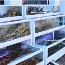 애견명가 이미지