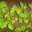 안한농장 이미지