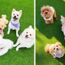 카르펫디엠 강아지유치원 이미지