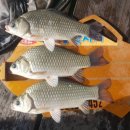 대류한버들낚시터 이미지