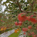 김현덕농장 이미지