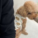 멍그니엘 이미지