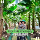 다복축산2농장 | 제주 겨울 아이와 가볼만한곳 스위트몽키 바나나농장 이색체험 후기