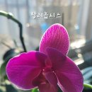 짝꿍 이미지