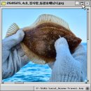 속초 배낚시 체험 장사항 동광호 가자미 낚시 후기