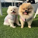 온유동물병원 | [온유동물병원] 수원동물병원 광교 과잉진료없는 강아지 첫 스케일링/강아지 발치후기 (도리아프지마🐶💛)