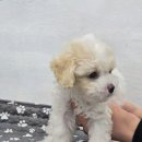 도그마루 강아지 고양이 부산점 이미지