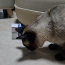 (주)이엘티사이언스 | 집사 : 동물병원 원장님 추천 노묘영양제 후기 '바쏘드 BASOD'