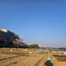 솔아농장 | 구리시 주말농장 토평동 구리도시텃밭 6세 또리의 첫번째 농사 후기