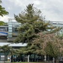 밸마운트3 | [🇨🇦🍁캐나다여행1탄] 밴쿠버 찍먹&amp;벤프 투어 3박 4일(록키투어)⛰️🗻🏔️🏞️, 이 사랑 통역되나요?