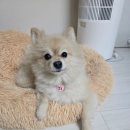 세븐일레븐 망미점 | 가위컷 전문 광안리애견미용 쁘띠몽펫샵