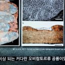 보그펠레