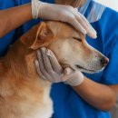 서동물병원 이미지