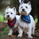 화이트 켄넬 이미지