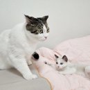 캣스토리 | 고양이 합사 싸움 관계개선, 오드캣스토리 1차 상담
