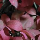 까비네펫살롱 이미지