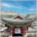 불회사 Daum카페