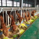 소격리농장 이미지