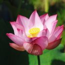 국화(國花) 이미지