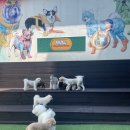 애견천국 | 제주애견호텔 반려견 천국, 놀멍자멍 후기
