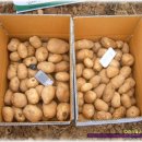 감자와 찰옥수수 (2009년 마지막 찰옥수수) 이미지