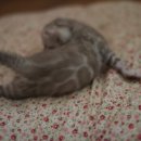 소유뱅갈캐터리 이미지