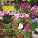 해피플라워 이미지