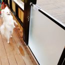 퍼피랜드애견카페 이미지