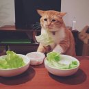 (주)한디
