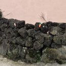 나른한 당근 이미지