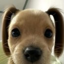 파파마마 이미지