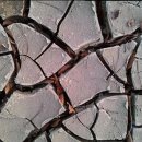 허브애견 이미지