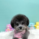 스타애견미용 이미지