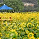 안산 화랑유원지 이미지