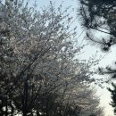 CU 마포양화공원점 | 4월 벚꽃 산책(희우정로~망원한강공원~양화대교~양화한강공원)