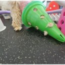 소소하개 이미지