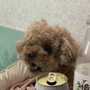 준빠기육회연어 이미지