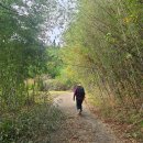 축령산 산소길(2구간) | [명산100+걷기] 장성 축령산 정상+산소길