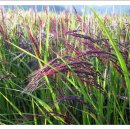 쇠똥구리마을 이미지