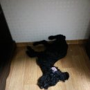 째깐이 Daum카페