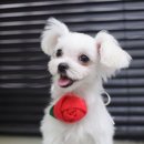 숑숑펫살롱 이미지