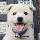 똥강아지 이미지