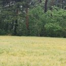 보리밭사이길로 이미지