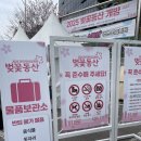 인천 SK석유화학 벚꽃 개방 주차 개화실시간 솔직후기