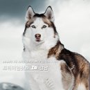 나도주개